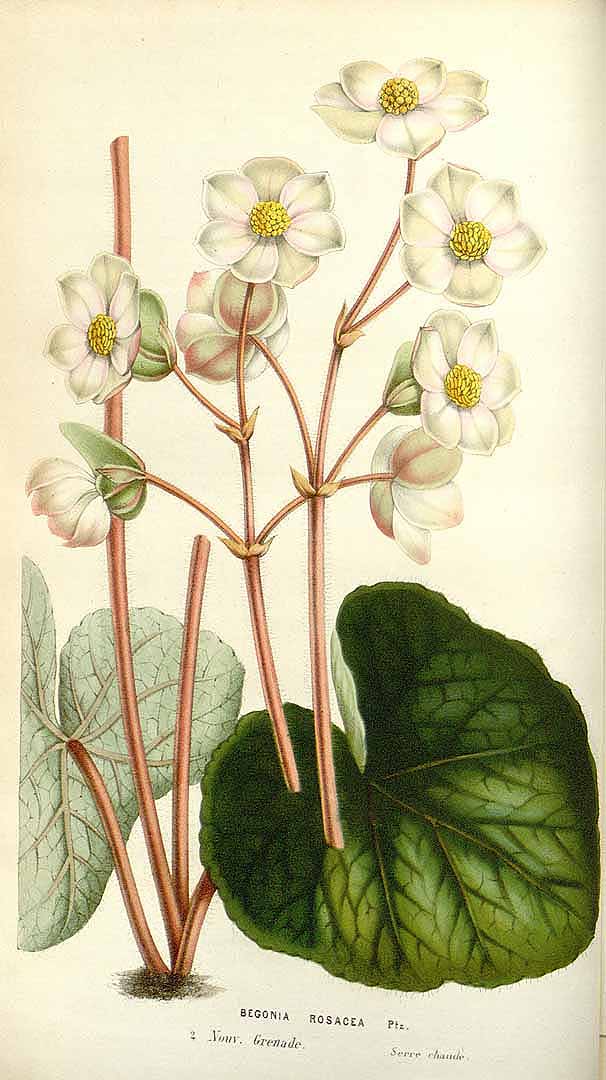 B. rosacea